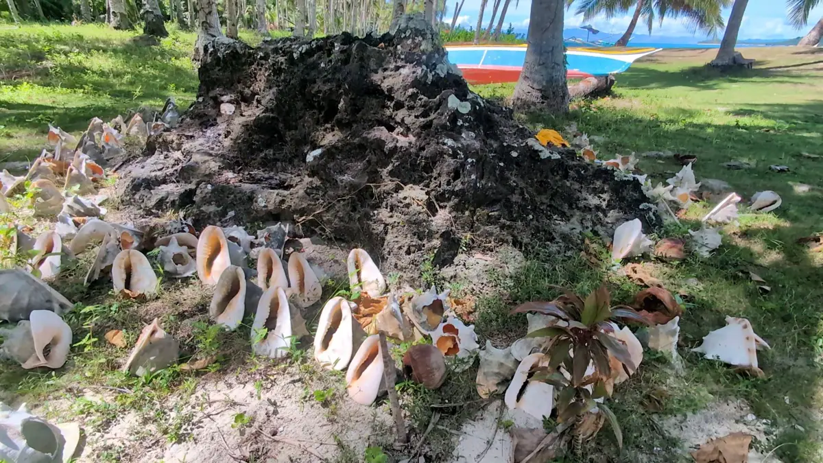 Conch shells piled on a dark rock under palm trees
